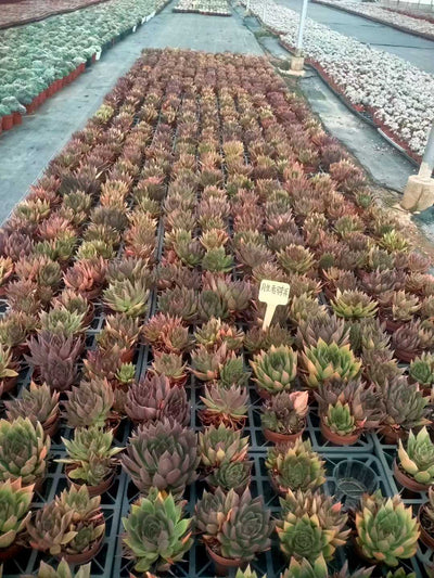 多肉植物 ショウシャキヘイ 24株セット 4号鉢 品番ZG00047