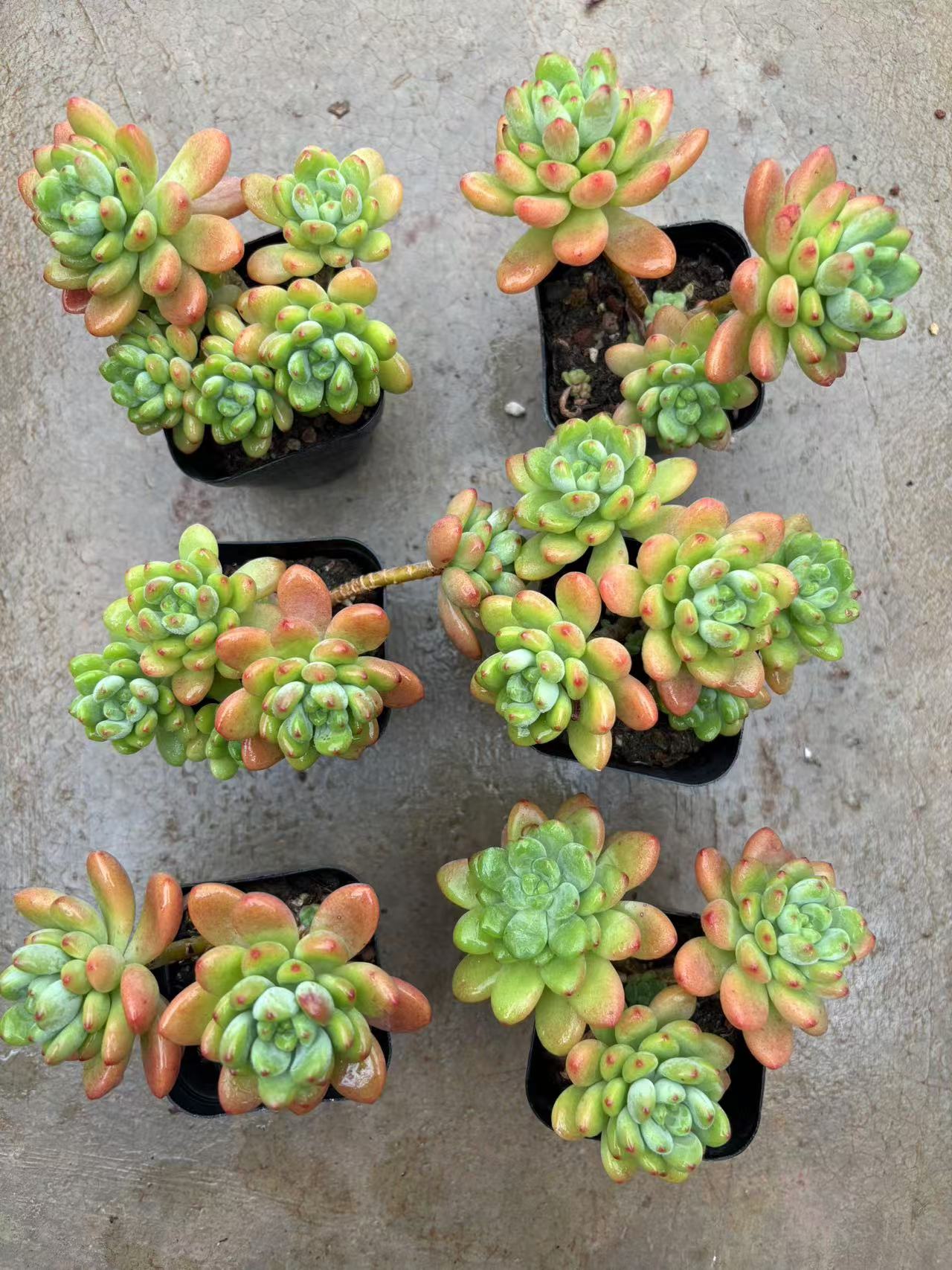 多肉植物 シャングリラ 50株セット 2.5号鉢 品番AD00057