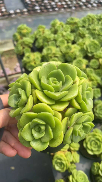 多肉植物 リョクユリ 15株セット 3号鉢 品番AE00050