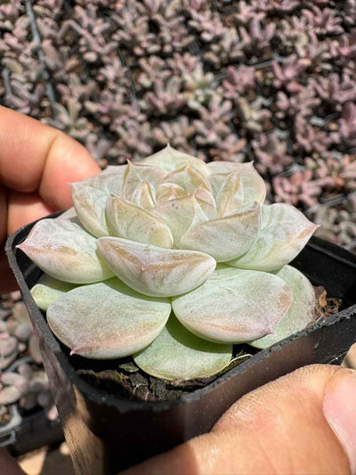 多肉植物 カイエルソ 50株セット 2.5号鉢 品番AD00191