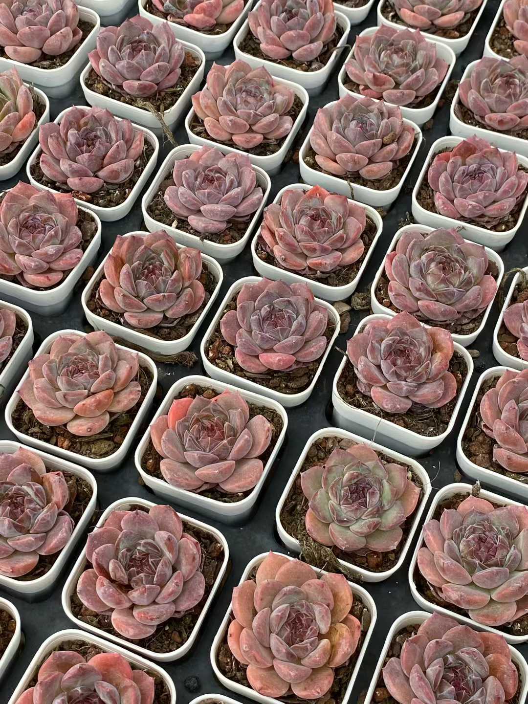 多肉植物 レッドアンバー 50株セット 2.5号鉢 品番AA00130