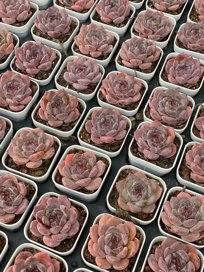 多肉植物 レッドアンバー 50株セット 2.5号鉢 品番AA00130