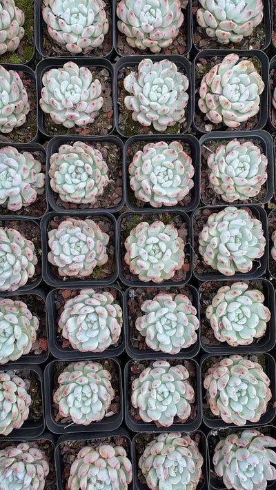 多肉植物 ユキヅメ 50株セット 2.5号鉢 品番AE00017