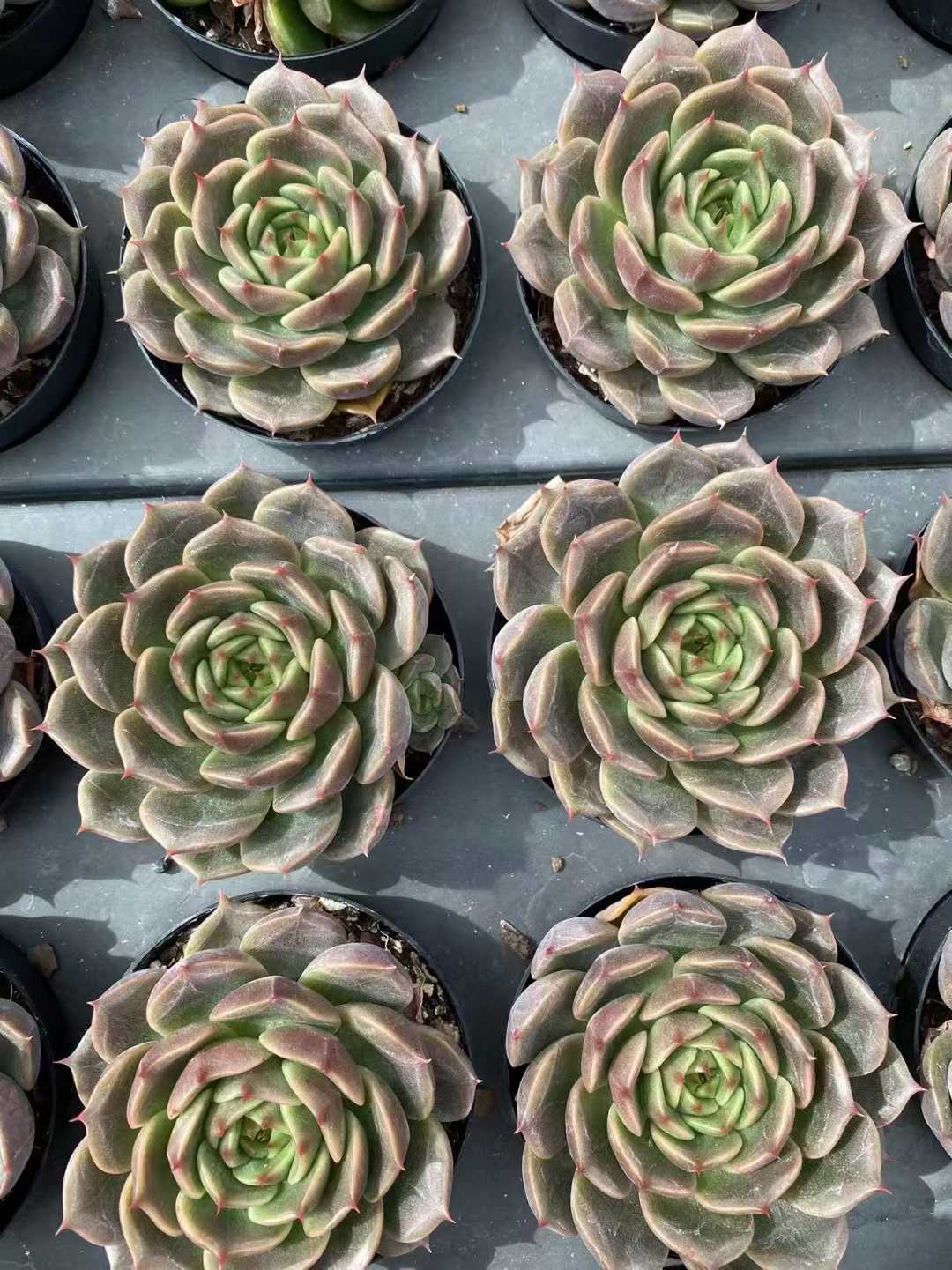 多肉植物 チョコレートジェニー 35株セット 3号鉢 品番AF00036