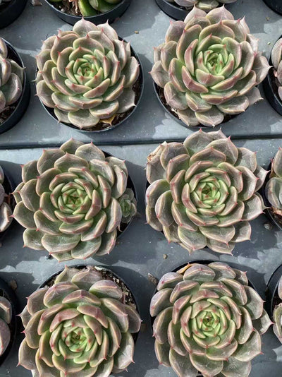 多肉植物 チョコレートジェニー 35株セット 3号鉢 品番AF00036