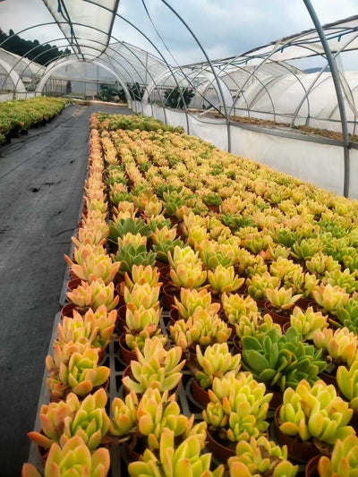 多肉植物 キンキ 35株セット 3号鉢 品番ZG00053