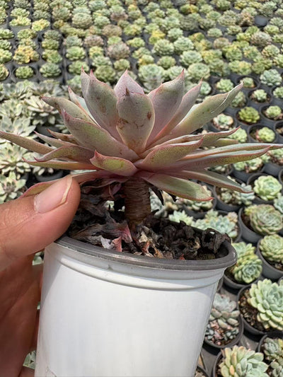 多肉植物 ヘラ 36株セット 3号鉢 品番AD00173