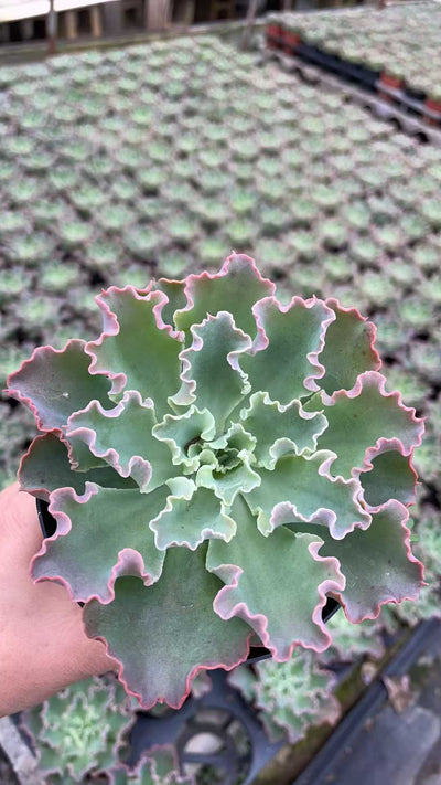 多肉植物 ランコ 15株セット 4号鉢 品番AE00033