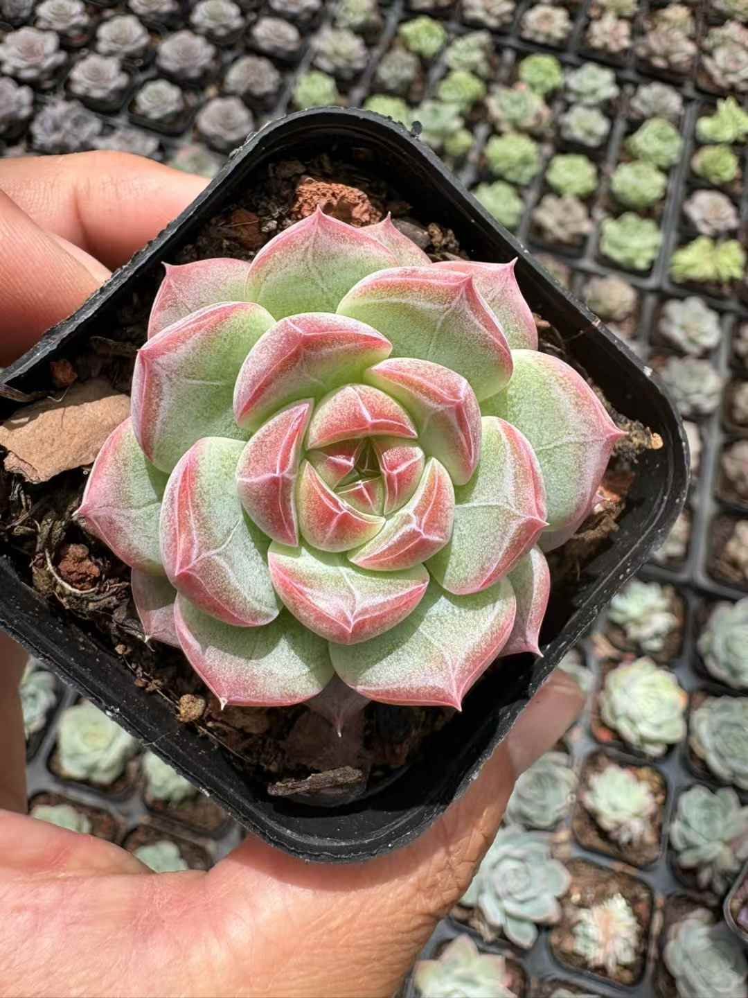 多肉植物 ゆきはなみつとう 50株セット 2.5号鉢 品番AD00166