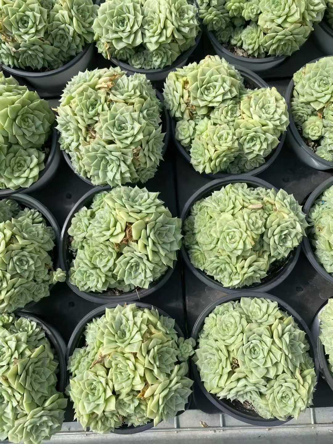 多肉植物 ハクテンオウグン 24株セット 4号鉢 品番AF00040