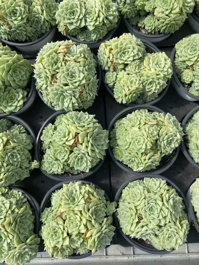 多肉植物 ハクテンオウグン 24株セット 4号鉢 品番AF00040