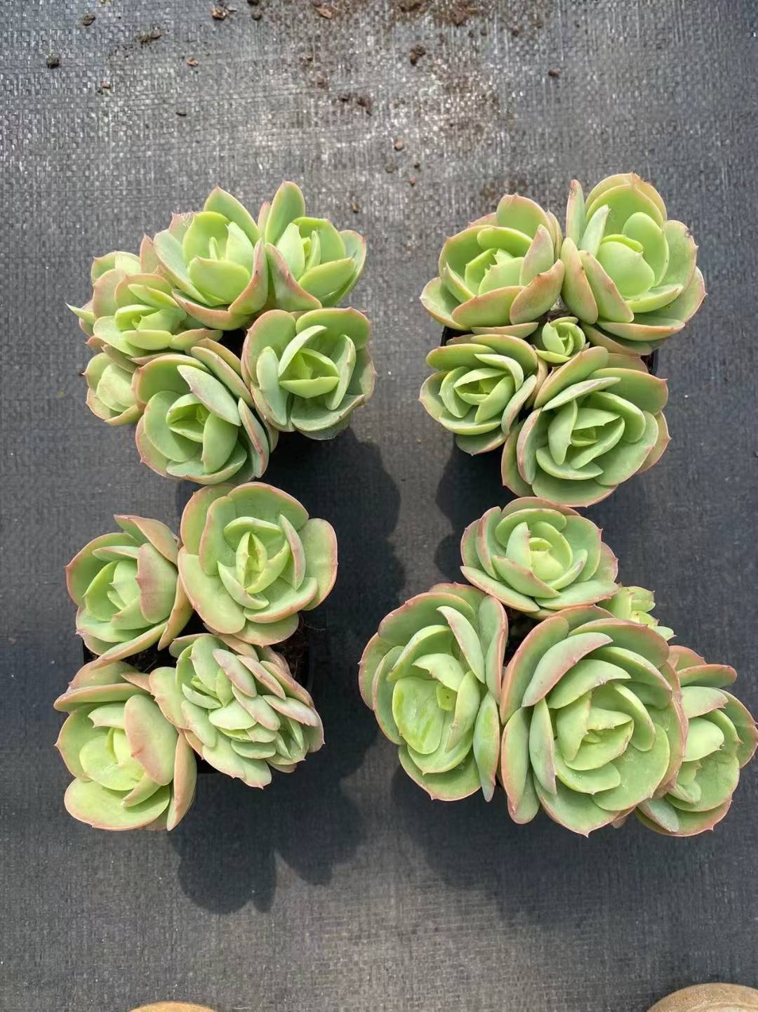 多肉植物 ヒトエモモグン 36株セット 3号鉢 品番AF00018