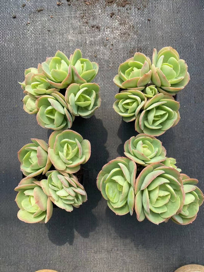 多肉植物 ヒトエモモグン 36株セット 3号鉢 品番AF00018