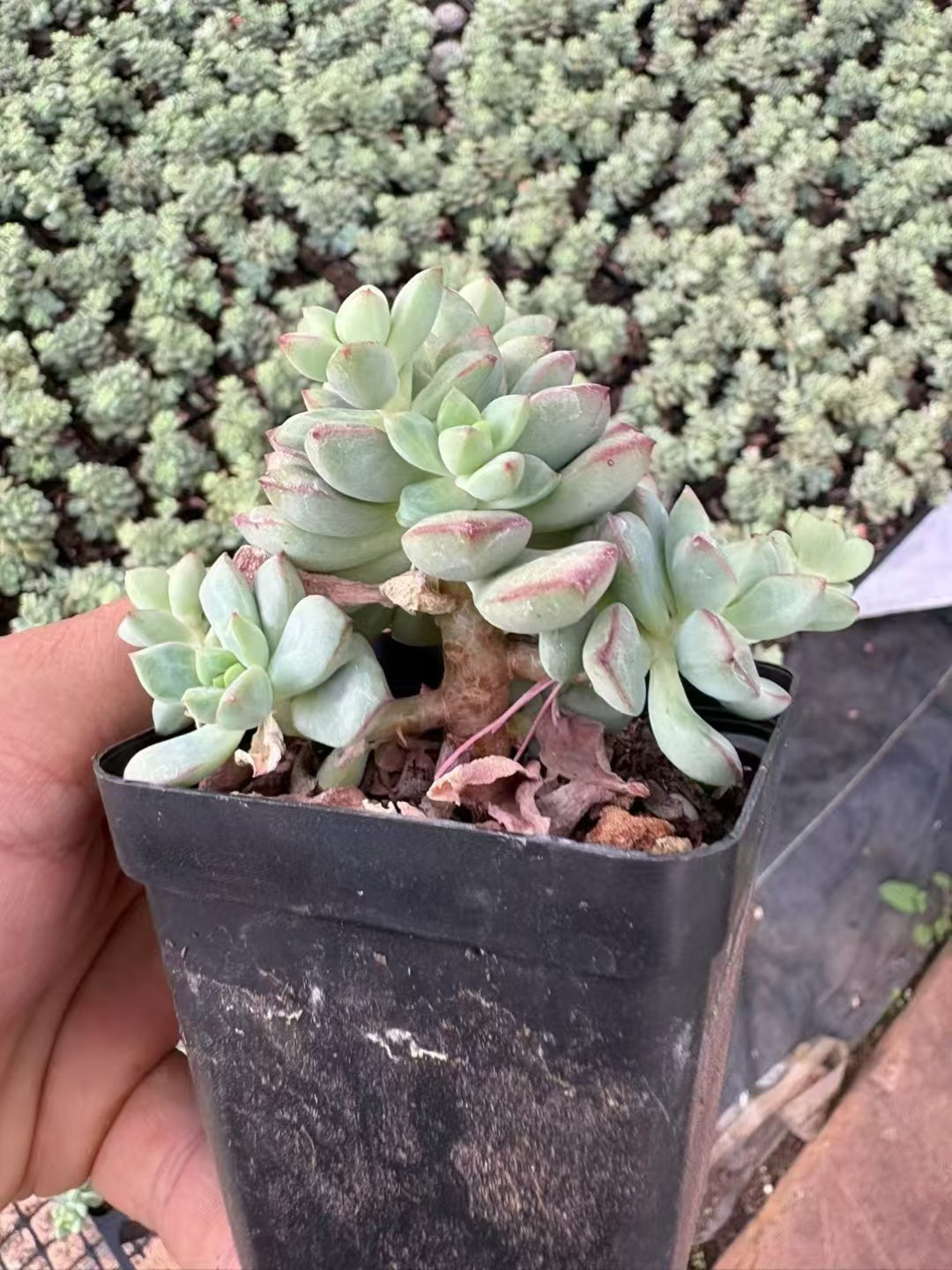 多肉植物 タンゴ 50株セット 2.5号鉢 品番AD00080