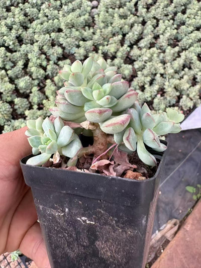 多肉植物 タンゴ 50株セット 2.5号鉢 品番AD00080