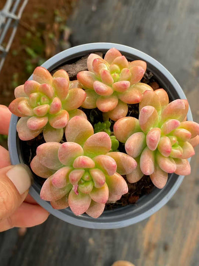 多肉植物 シャングリラ 18株セット 3号鉢 品番AA00126