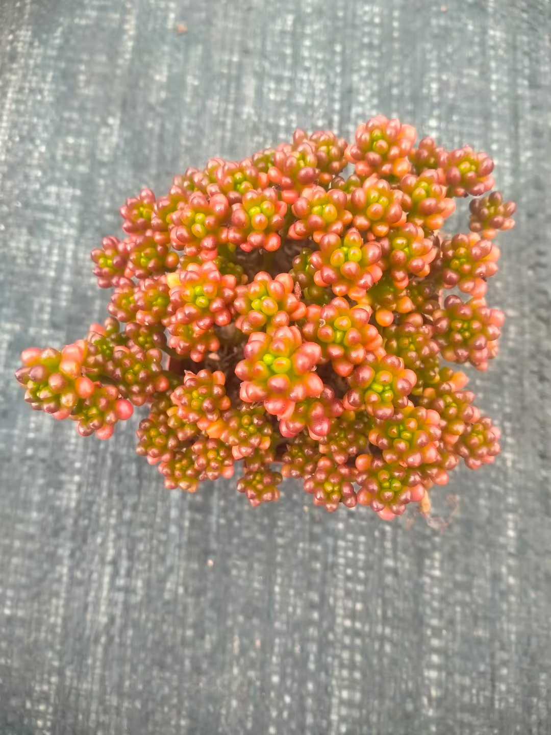 多肉植物 レッドベリー 48株セット 2.5号鉢 品番ZG00033 – 花のパッセージ