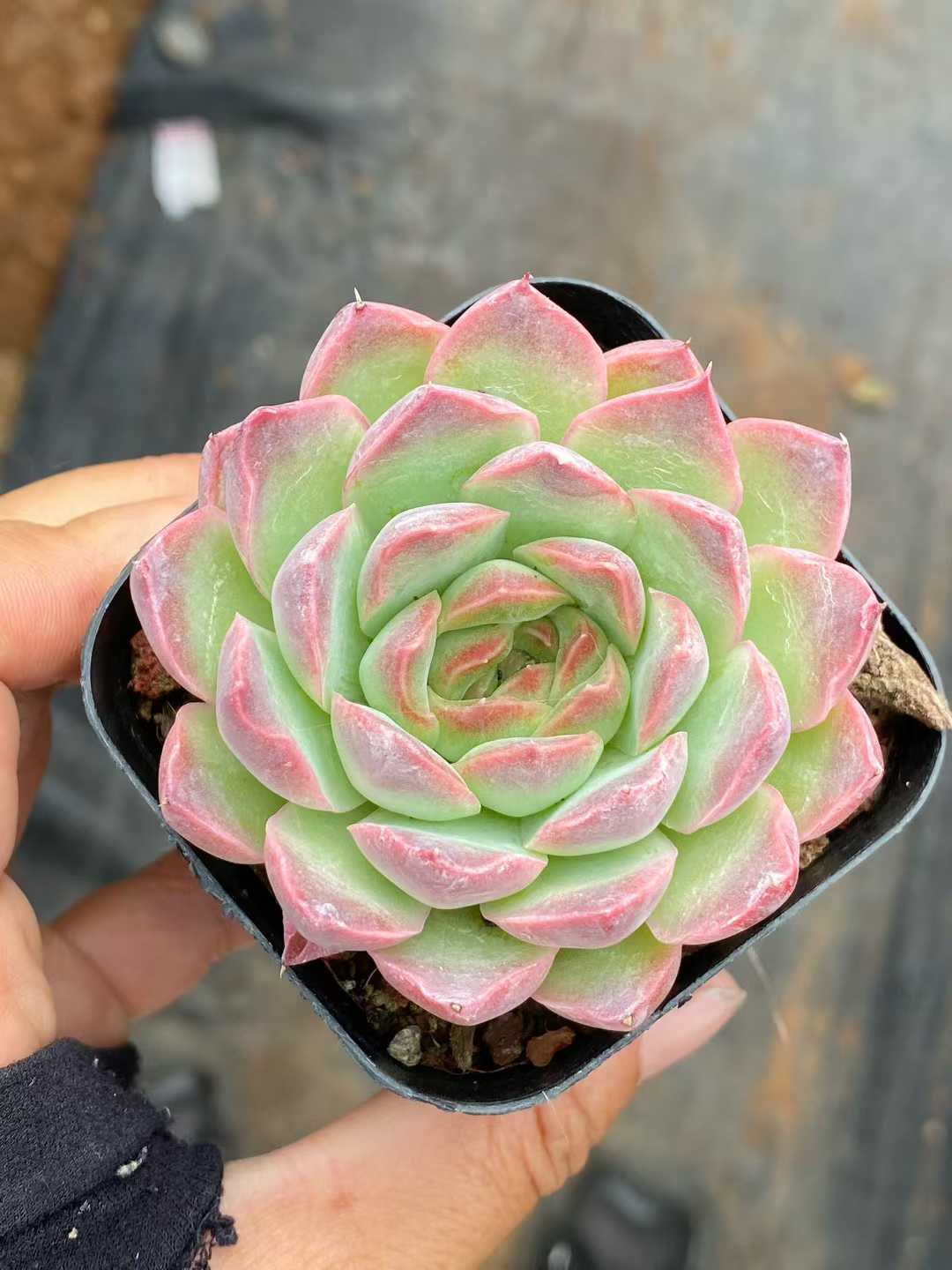 多肉植物 ドリームネビュラ 50株セット 2.5号鉢 品番AA00145