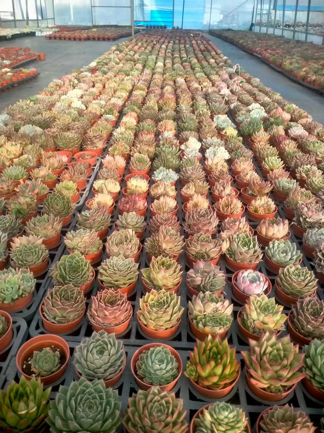 多肉植物 シンピンザ 35株セット 3号鉢 品番ZG00072