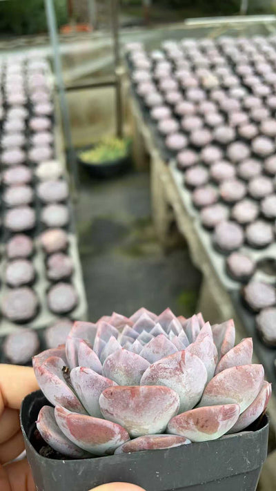 多肉植物 オンチョウ 50株セット 2.5号鉢 品番AE00007
