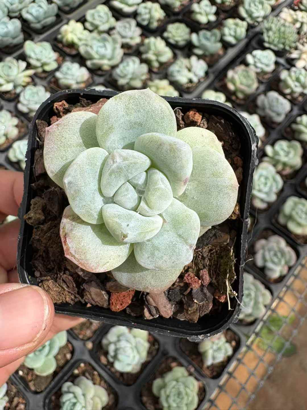 多肉植物 ひょうぎょくせっか 50株セット 2.5号鉢 品番AD00162