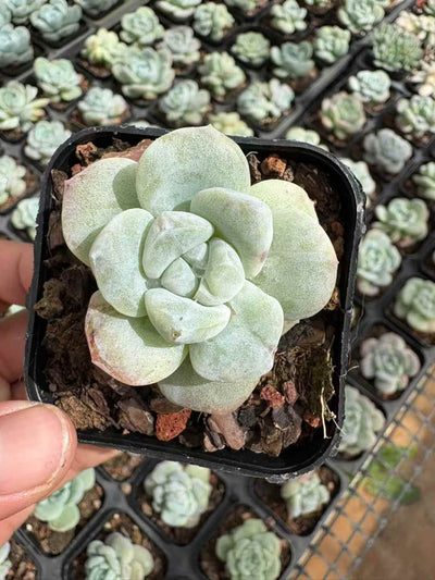 多肉植物 ひょうぎょくせっか 50株セット 2.5号鉢 品番AD00162
