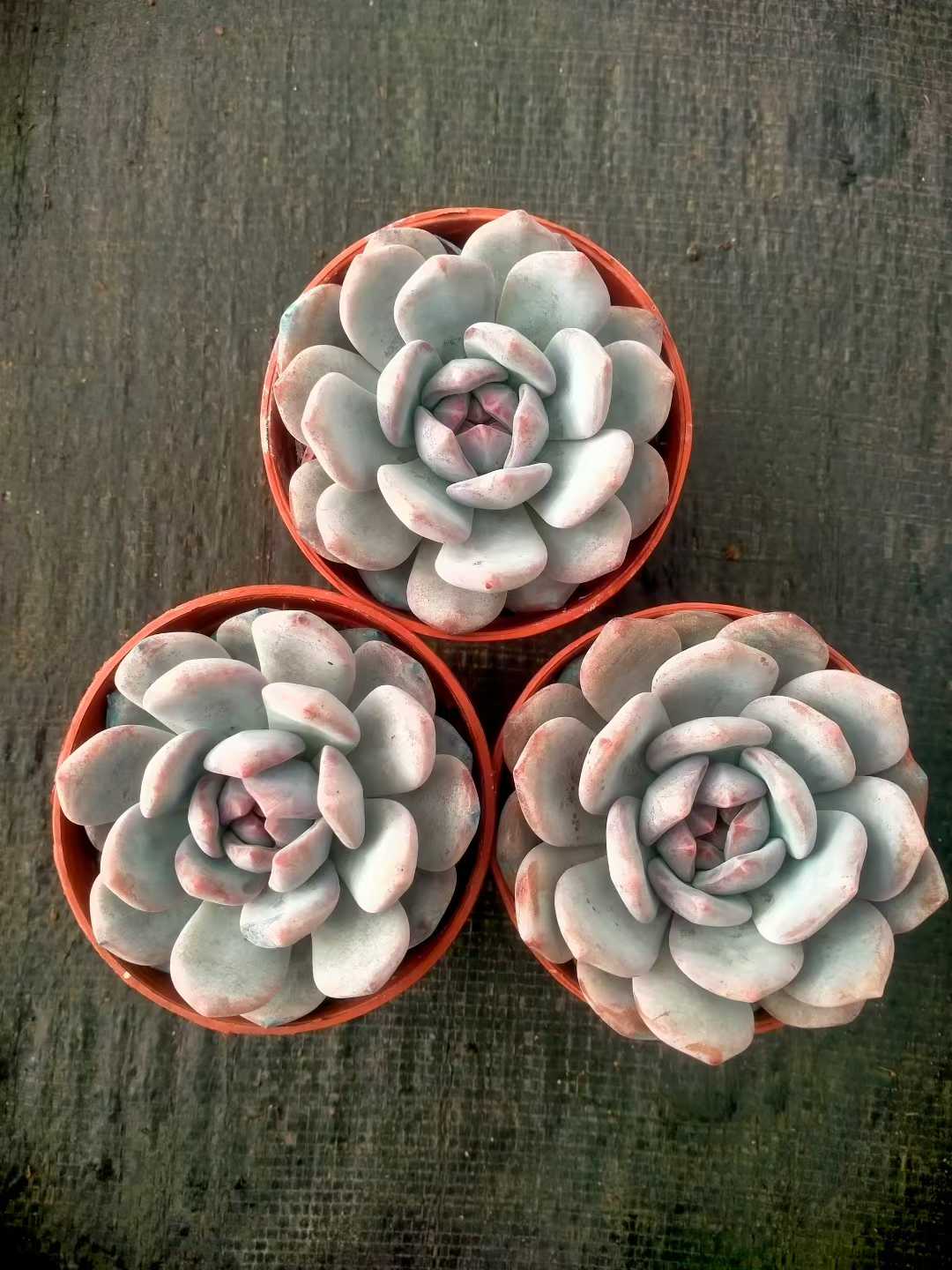 多肉植物 モンロータントウ 35株セット 3号鉢 品番ZG00067