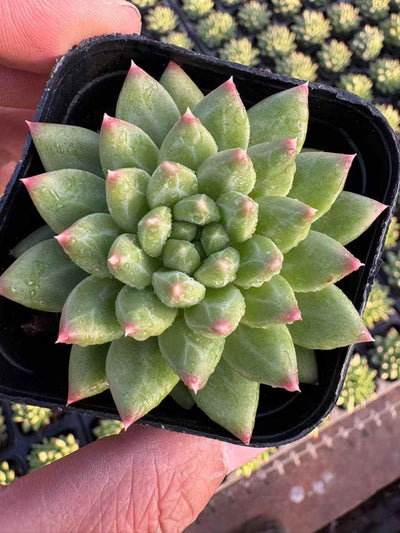 多肉植物 こうこつぶん 50株セット 2.5号鉢 品番AD00240