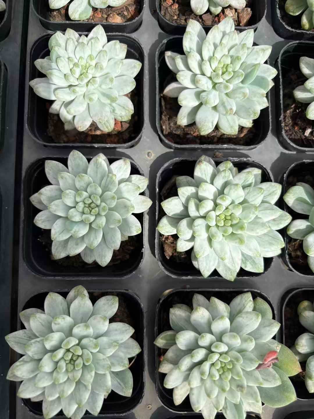 多肉植物 あおりんごにしき 50株セット 2.5号鉢 品番AD00163