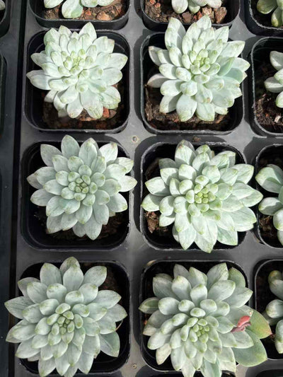 多肉植物 あおりんごにしき 50株セット 2.5号鉢 品番AD00163
