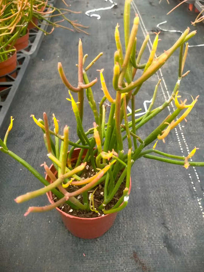 多肉植物 ベニサンゴグンセイドトウ 24株セット 4号鉢 品番ZG00022