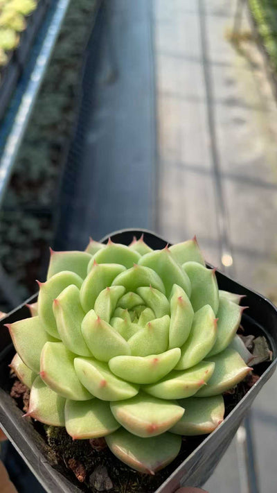 多肉植物 ムギワラ 50株セット 2.5号鉢 品番AE00016