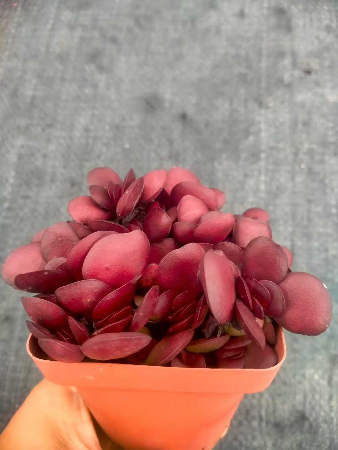 多肉植物 シチョウ 48株セット 2.5号鉢 品番ZG00043