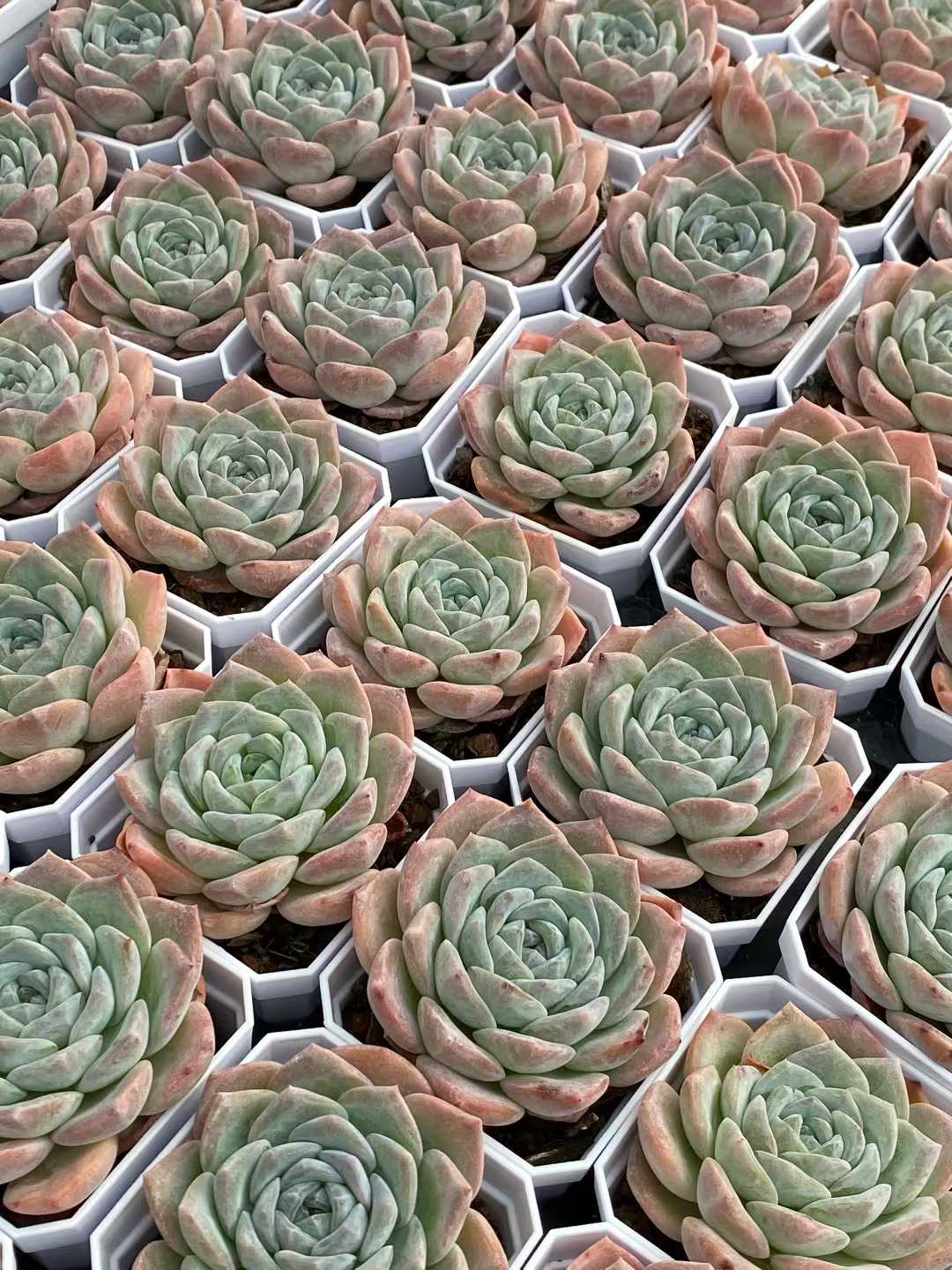 多肉植物 ギョウザン・スノー 50株セット 2.5号鉢 品番AA00164