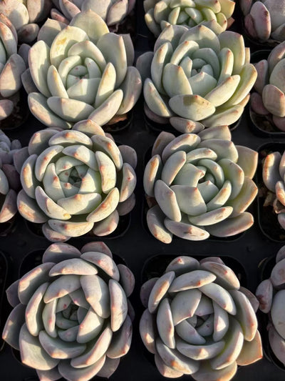 多肉植物 ミルクフォーム 50株セット 2.5号鉢 品番AD00049