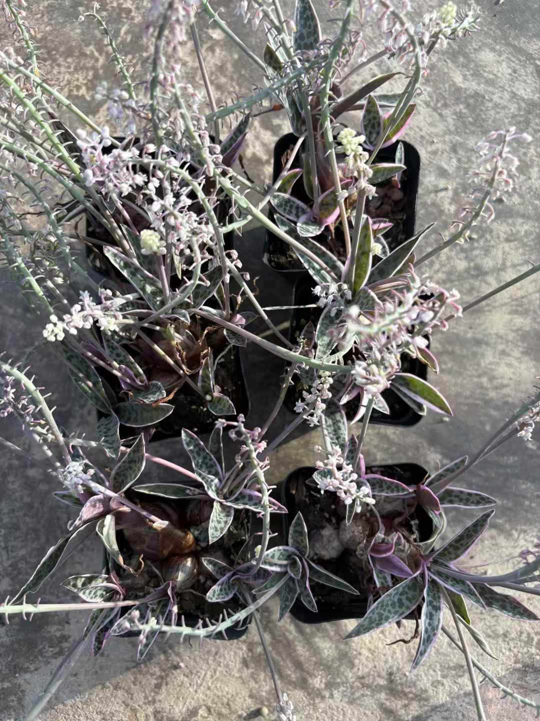 多肉植物 ゆでんひゃっか 50株セット 2.5号鉢 品番AD00117