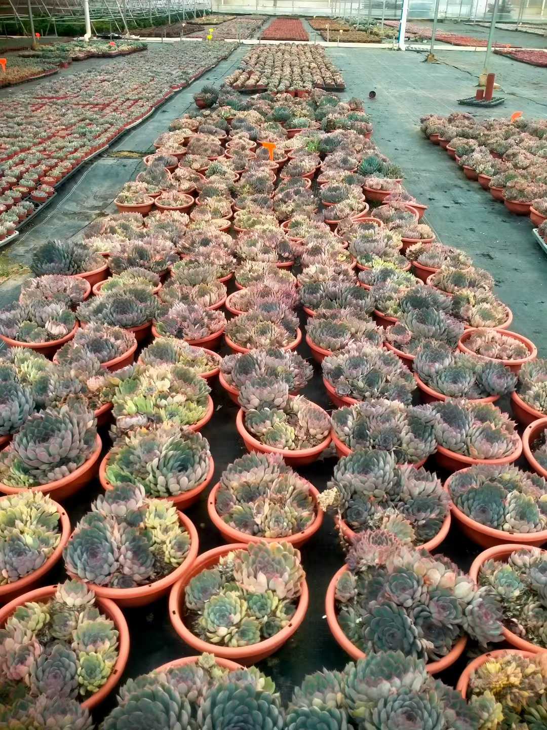 多肉植物 ブセイザ 6株セット 6号鉢 品番ZG00062