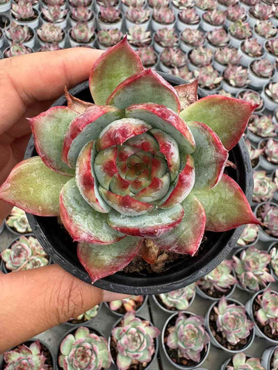 多肉植物 きょうこうせんし 18株セット 3号鉢 品番AD00217