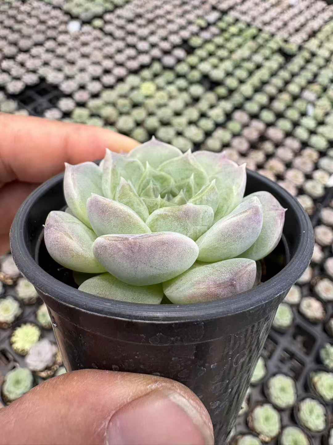 多肉植物 ユーカリ 70株セット 2号鉢 品番AD00002