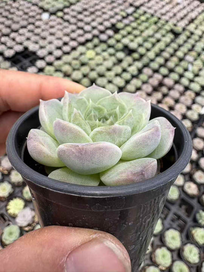 多肉植物 ユーカリ 70株セット 2号鉢 品番AD00002