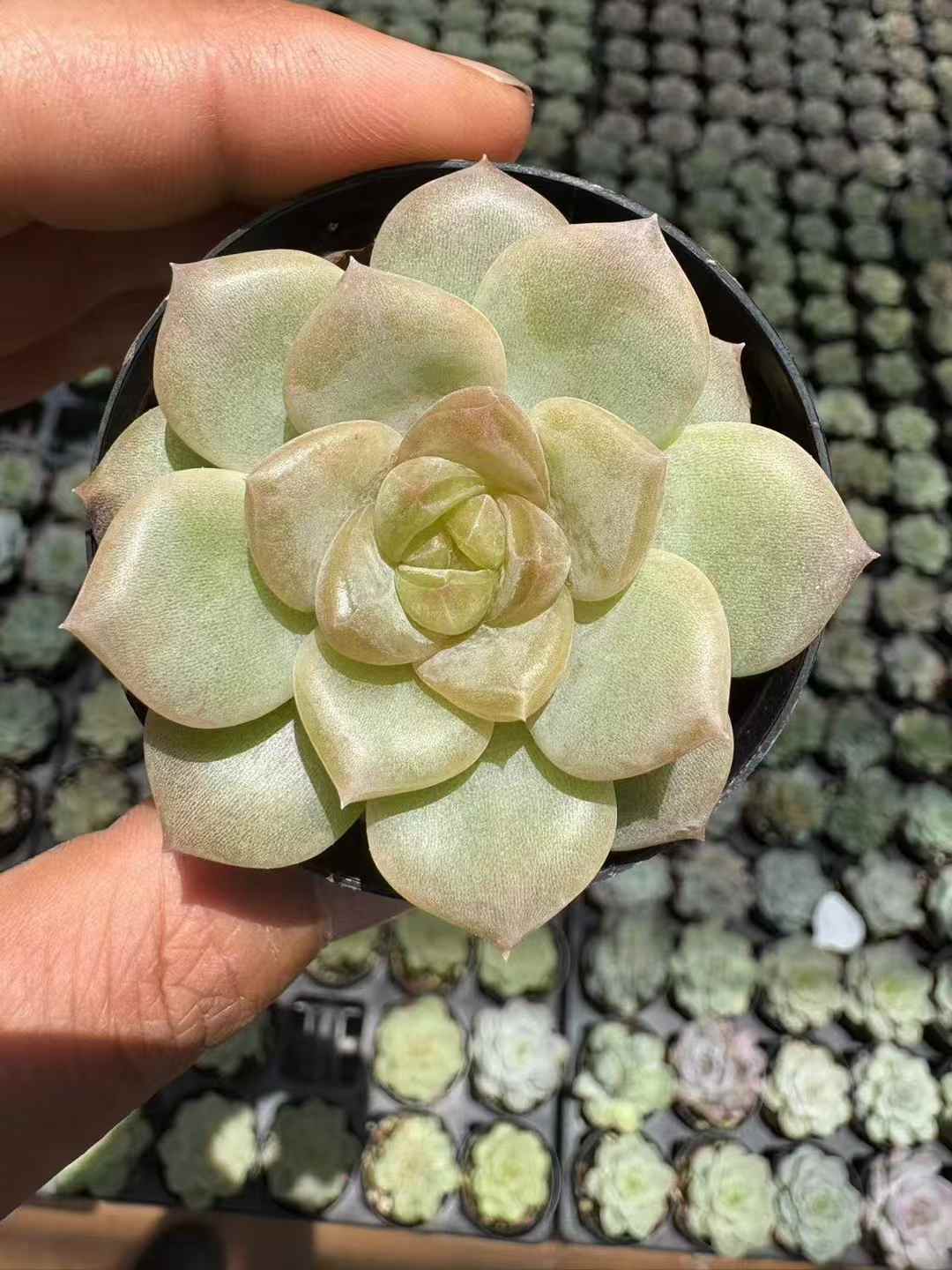 多肉植物 ローズゴールド 70株セット 2号鉢 品番AD00003