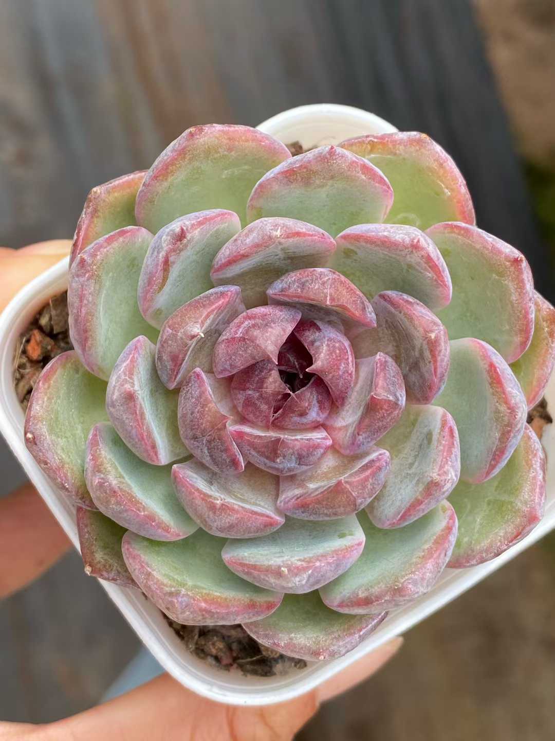 多肉植物 ブルーベリー 50株セット 2.5号鉢 品番AA00163