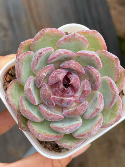 多肉植物 ブルーベリー 50株セット 2.5号鉢 品番AA00163