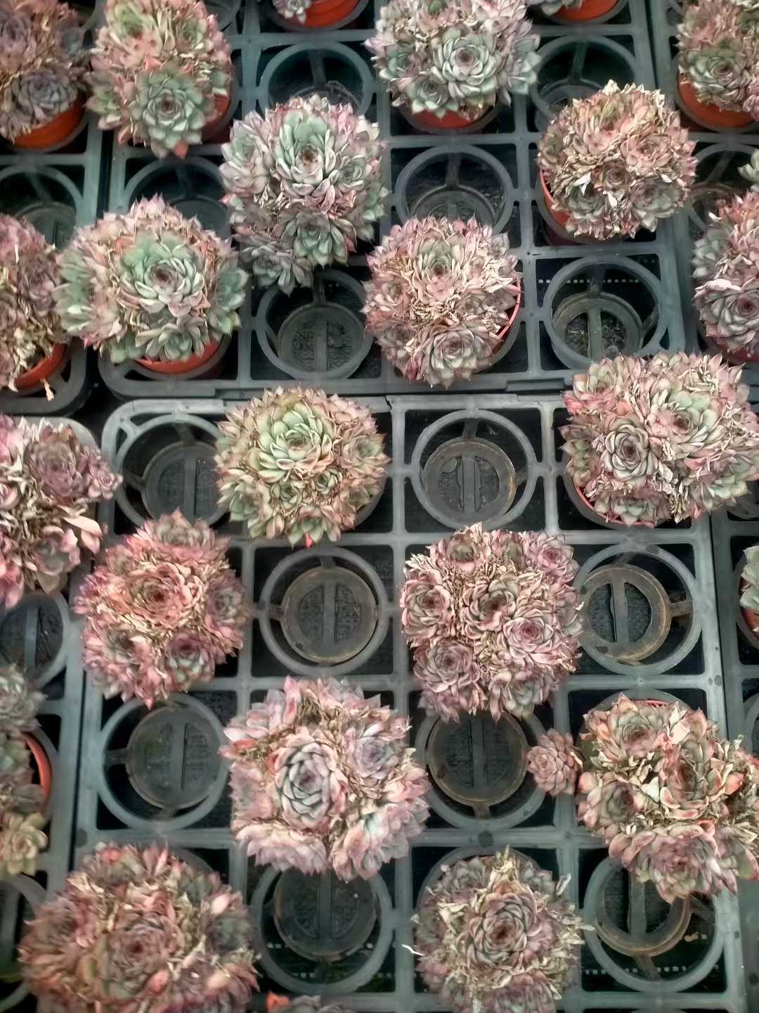 多肉植物 ハスドトウ 35株セット 3号鉢 品番ZG00055