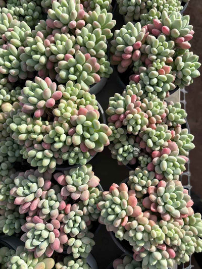 多肉植物 キャビア 18株セット 3号鉢 品番AD00211