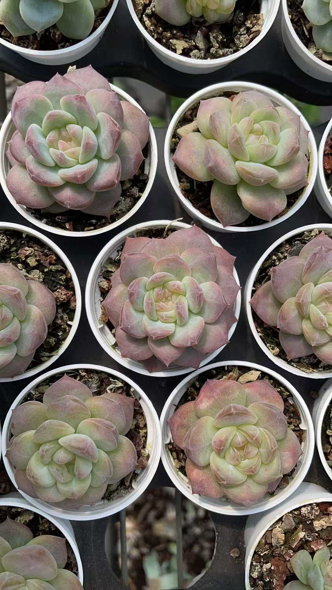 多肉植物 トウシンコハク 50株セット 2号鉢 品番AE00043