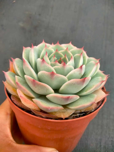 多肉植物 ピンクヒント 24株セット 4号鉢 品番ZG00025