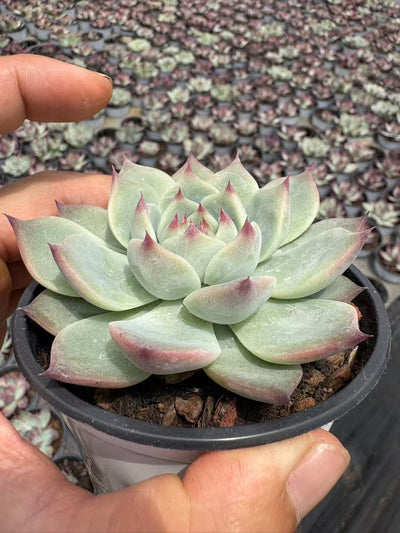 多肉植物 カローラ 15株セット 3号鉢 品番AD00172