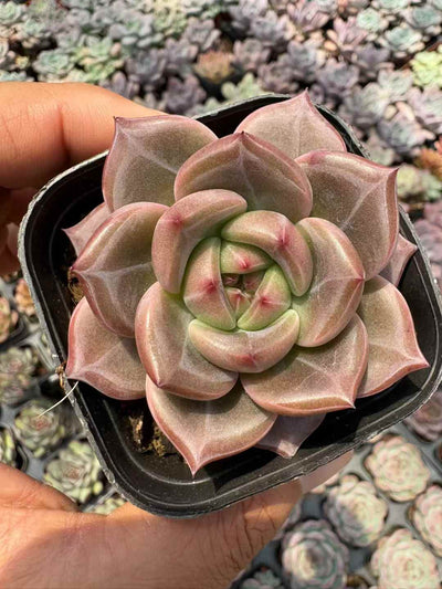多肉植物 キューオレンジ 50株セット 2.5号鉢 品番AD00193