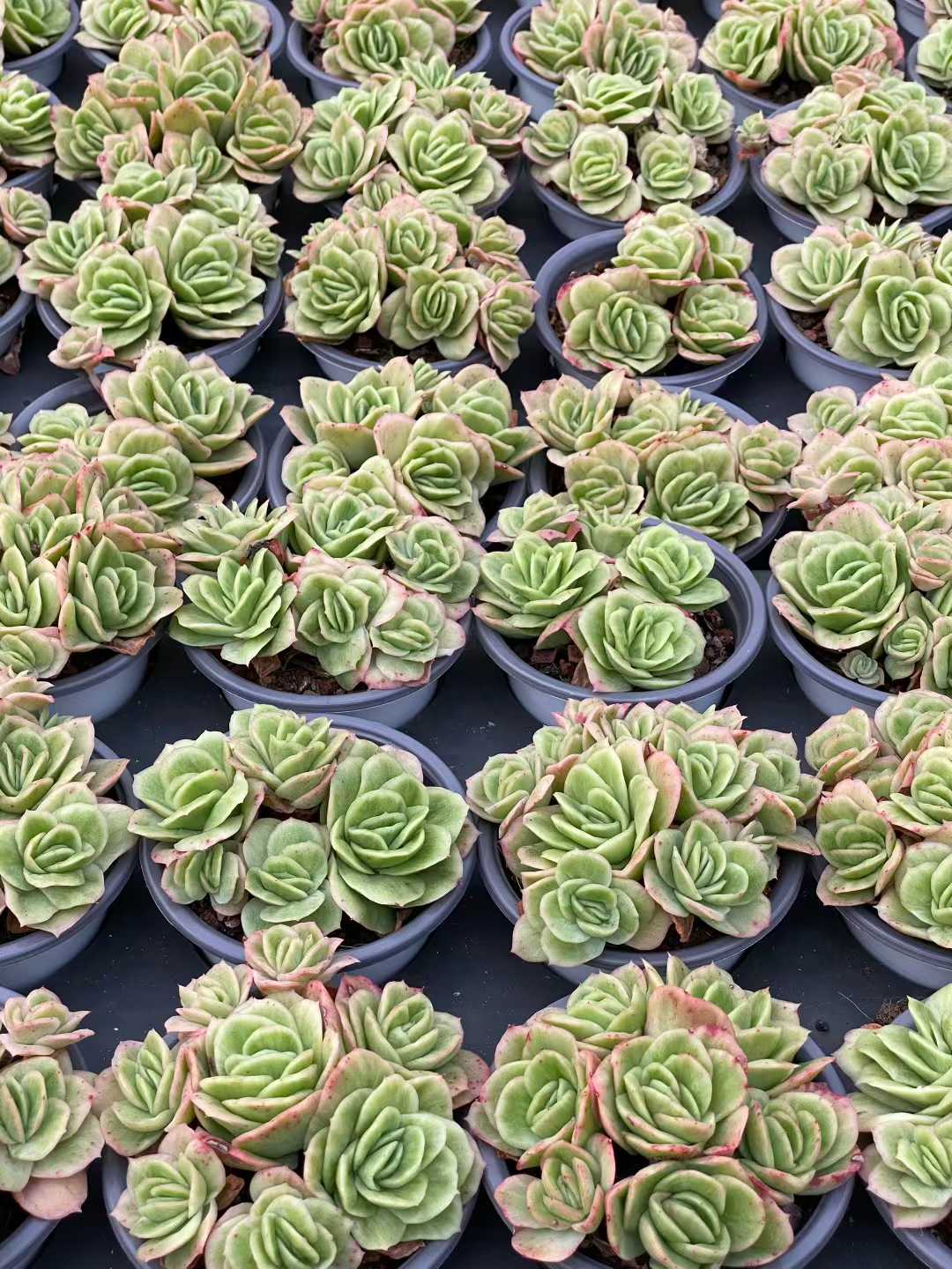 多肉植物 アイスローズ 18株セット 3号鉢 品番AA00159